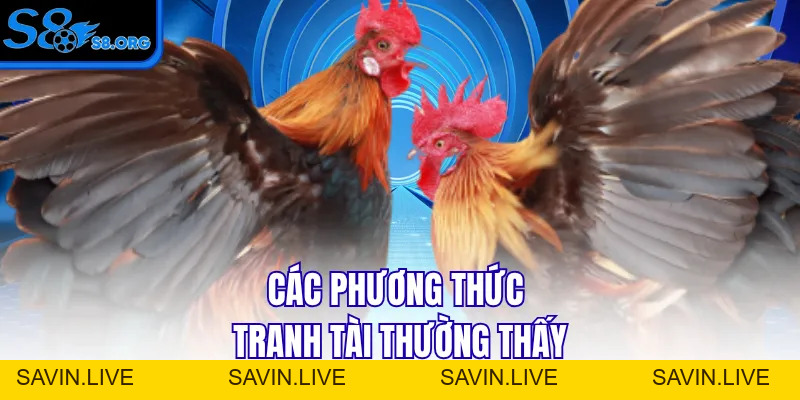 Đá Gà Campuchia - Cuộc Chiến Của Những Chiến Binh Dũng Cảm