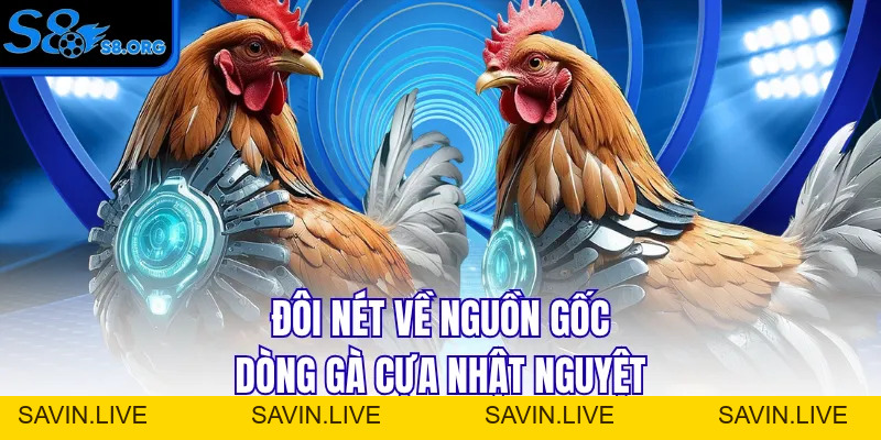 Cựa Nhật Nguyệt - Siêu Phẩm Thần Kê Mọi Nhà Đều Muốn Sở Hữu