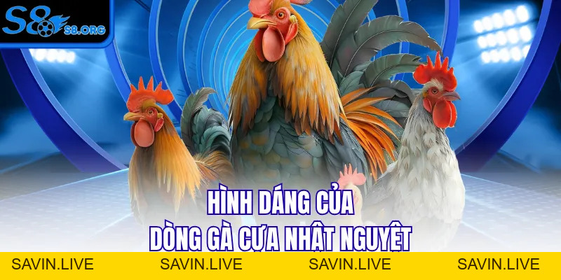 Cựa Nhật Nguyệt - Siêu Phẩm Thần Kê Mọi Nhà Đều Muốn Sở Hữu