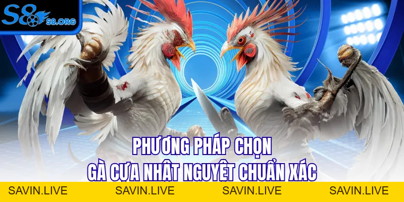 Cựa Nhật Nguyệt - Siêu Phẩm Thần Kê Mọi Nhà Đều Muốn Sở Hữu